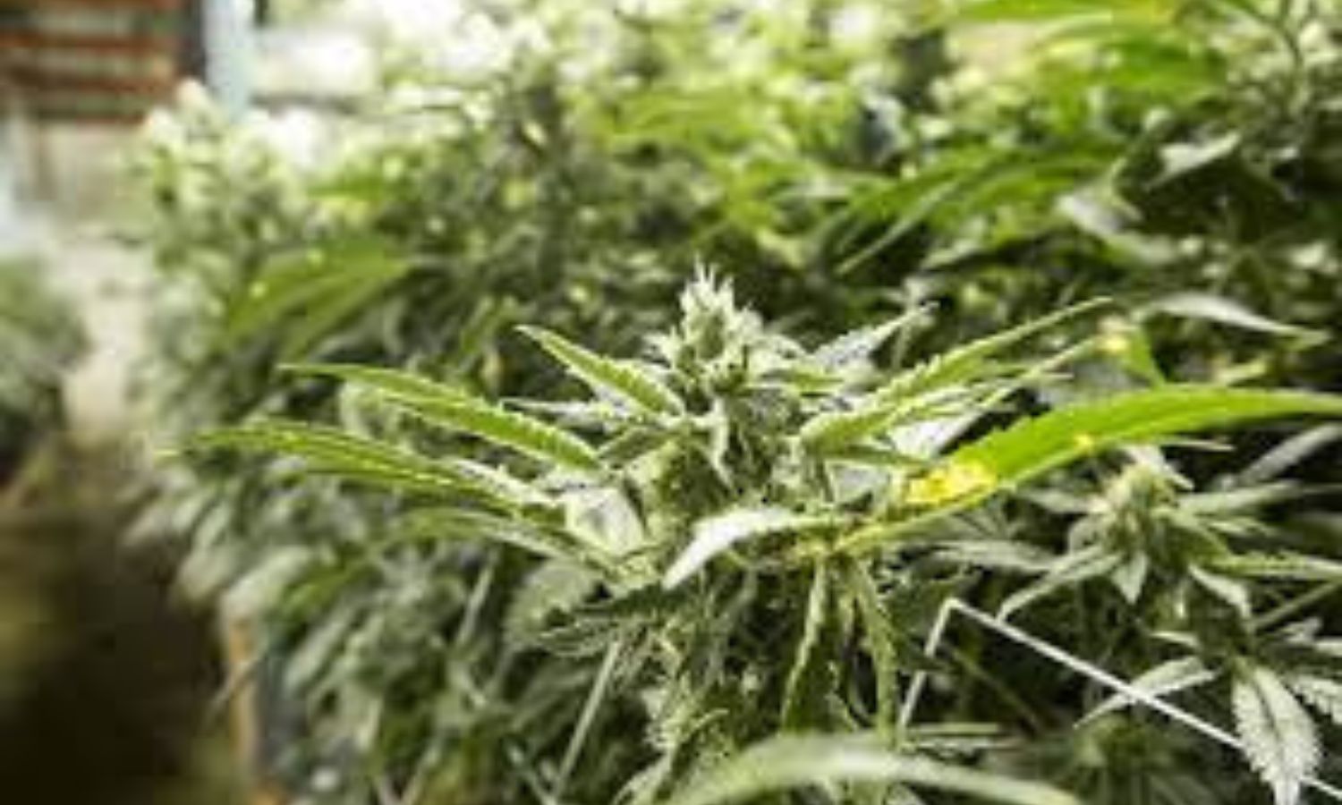 Seattle weed consumption rate