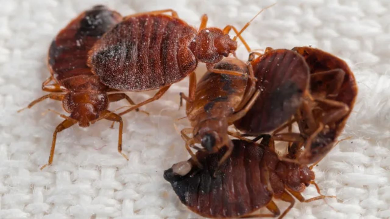 Arkansas is Crawling With Bed Bugs, 3 Cities Among Most Infested