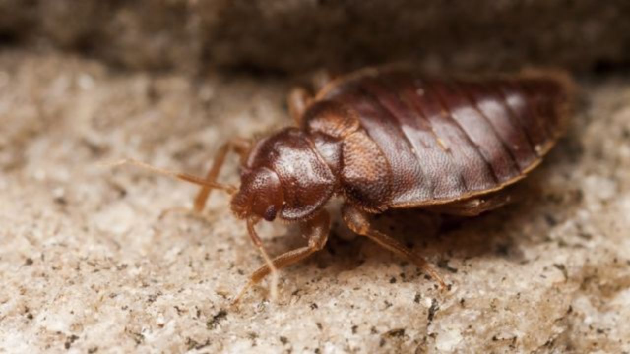 Pennsylvania Is Crawling With Bed Bugs, 3 Cities Among Most Infested