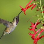 When Will Hummingbirds Return to Texas This Year?