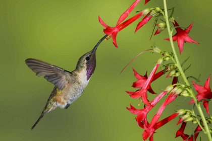 When Will Hummingbirds Return to Texas This Year?