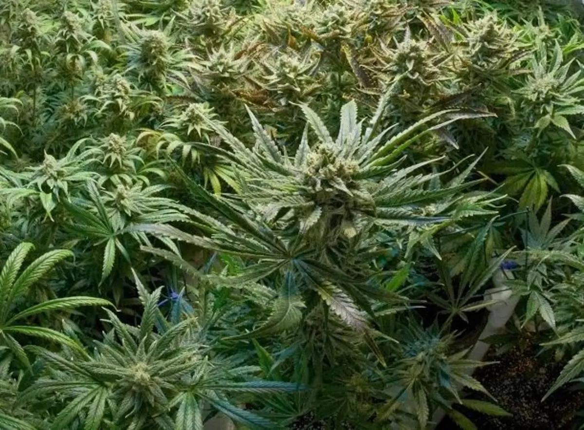 Riverside County deputies seize more than 2,000 marijuana plants during Eastvale search warrant